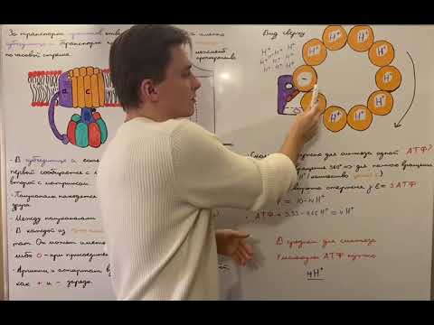 Видео: Окислительное фосфорилирование: АТФ-синтаза (Fo-часть)