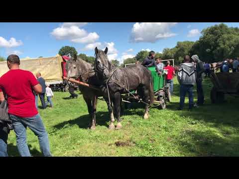 Видео: Коні Стрийщини. Кінні змагання Гологора. Демонстрація коней👍🏻👍🏻👍🏻🔥💪🏻🐴