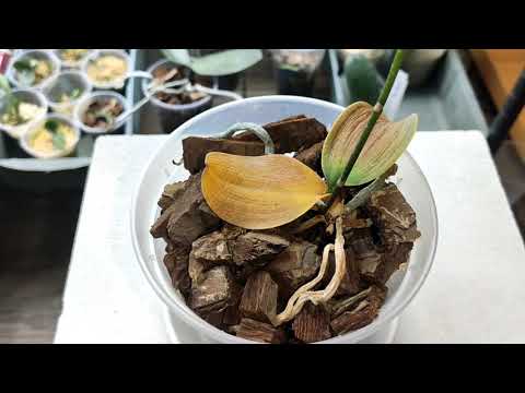 Видео: Орхидея погибает и теряет последние листья! Три последних корешка -  вытянут ли малышку?