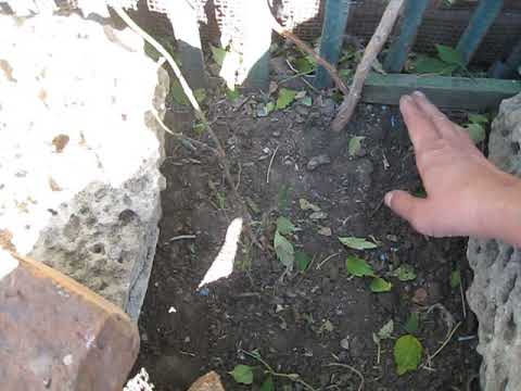 Видео: Кампсис не агрессор. Почему образуется корневая поросль. Ошибки выращивания кампсиса.