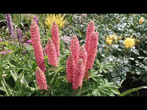 Видео: Прекрасные люпины! что я с ними делаю после цветения. Обрезка.