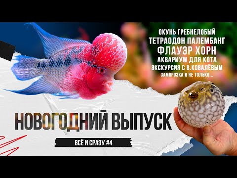 Видео: Надуваем тетраодона и не только