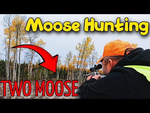 Видео: Мы наконец-то увидели лося… Но вы не поверите, что произошло! 🦌😂