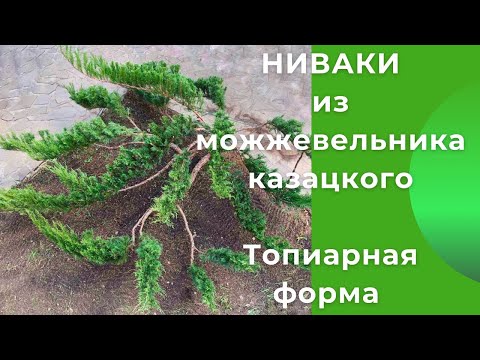 Видео: Ниваки из можжевельника казацкого. Топиарная форма.