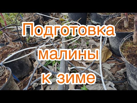 Видео: 02/21Как делают обрезку малины в Англии? Малина по-Английски.