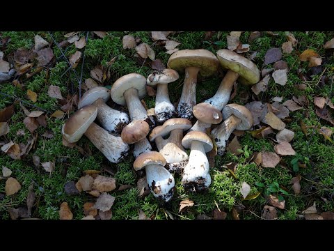 Видео: Белые грибы и красивые места подмосковной мещёры.