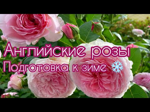 Видео: Английские розы. Подготовка к зиме.