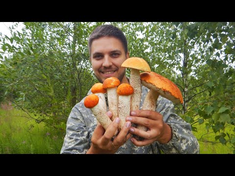 Видео: КРАСНЫЕ ПАЛКИ - СБОР ПОДОСИНОВИКОВ! Грибы Подмосковья