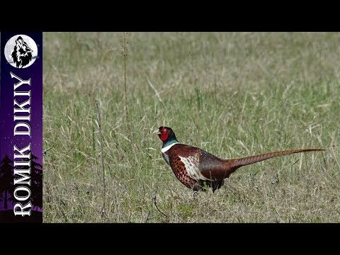Видео: Результативная охота на фазана. Открытие сезона №2.