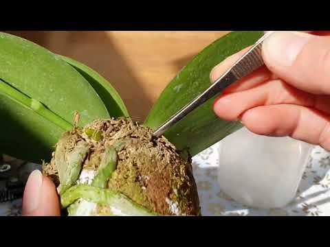 Видео: ПЕРЕСАДКА Орхидеи "Mituo King" в  ЖИВОЙ МОХ 🌺