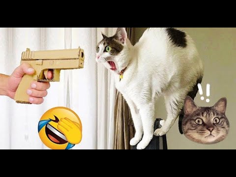 Видео: Уморительные моменты с кошками 🤣 и собаками 2025 года