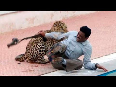 Видео: Леопарды нападают на людей в Индии | Самые опасные моменты с дикими животными