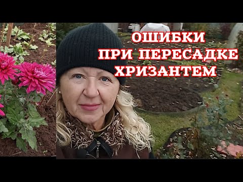 Видео: Пересадка хризантем осенью — всё зависит от сорта! Показываю на примере 💐