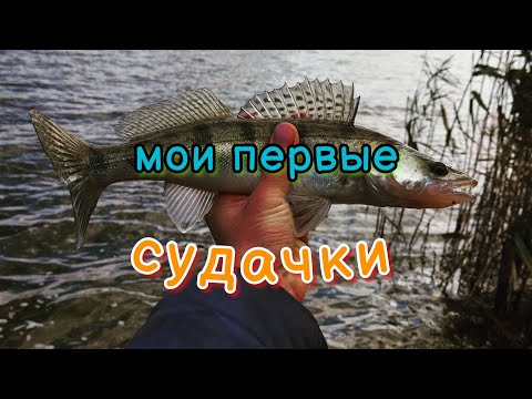 Видео: Впервые ловлю судака, хотя планировал рыбалку на карася 😜