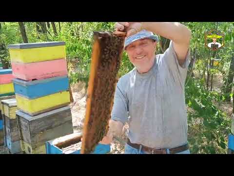 Видео: Робимо серпневі відводки 2024. Пасіка Величко