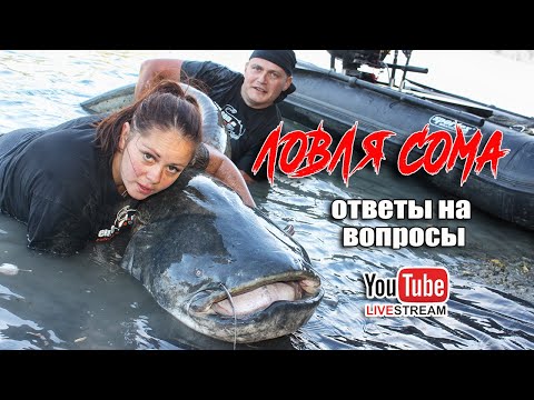 Видео: Всё о ловле сома  🔴 СТРИМ / Виталий Дальке отвечает на вопросы