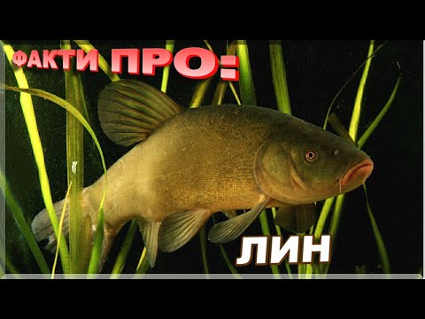 Видео: ЛИН | ЦІКАВІ ФАКТИ ПРО: ЛИНА. Де живе і як ловити?