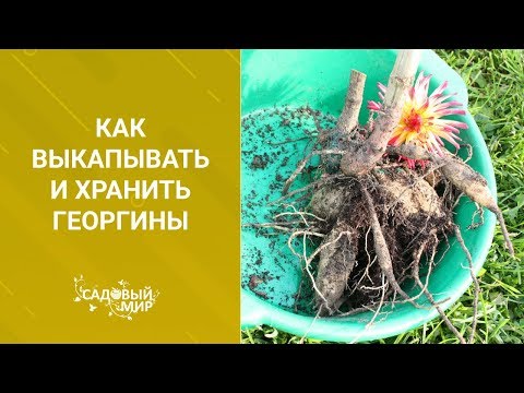 Видео: Как выкапывать и хранить георгины