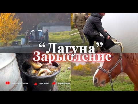 Видео: ЛАГУНА - 2 Зарыбление спортивного водоёма. Природа. Рыбалка. 6 ноября 25г.