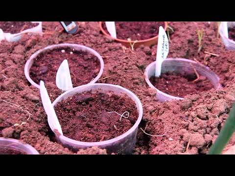 Видео: ЧТО ПОЛЕЗНОГО КУПИЛА ДЛЯ РАССАДЫ. ПЛЮС НАКУПИЛА КРАСОТЫ! 31.01.21