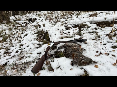 Видео: С 20-кой прошел 17 км в поисках зайца. Много рябчиков. Встретил филина.