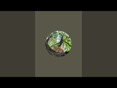 Видео: HugTree в прямом эфире!