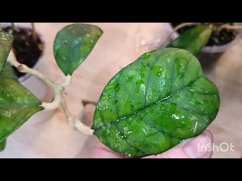 Видео: обзор растений ( hoya deykei, walliniana variegata , Meredithii Green, АН30 и другие)