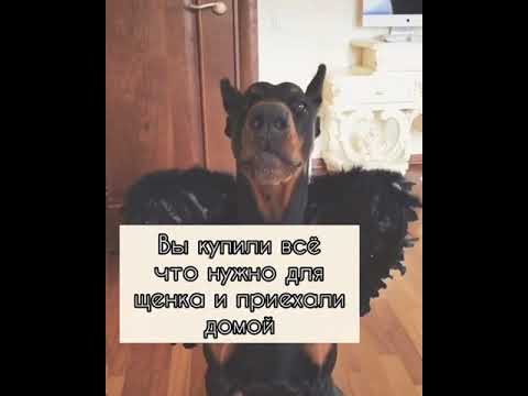 Видео: 🌷Вредный сын директора🌷4 сезон 53 серия