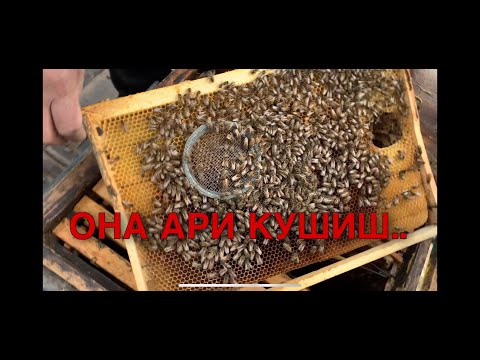 Видео: БАХОРДА ОНА АРИСИ ЙУК ОИЛАГА ОНА АРИ КУШИШ.🐝. Асаларичиликни урганиш.Асалари бокиш сирлари.