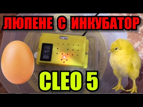 Видео: ЗАРЕЖДАНЕ НА ИНКУБАТОР  CLEO 5!  КАКЪВ Е КРАЙНИЯТ РЕЗУЛТАТ?