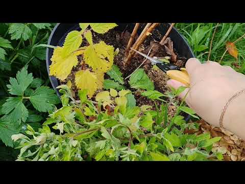 Видео: Обрезка гортензий осенью. Зимовка гортензии в горшках. 