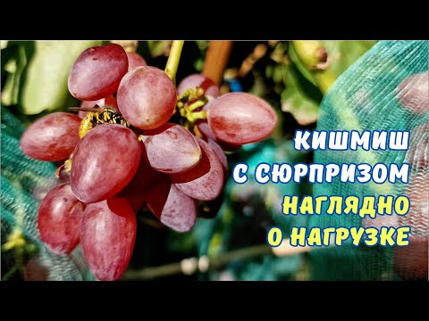 Видео: Важная информация для начинающих виноградарей.