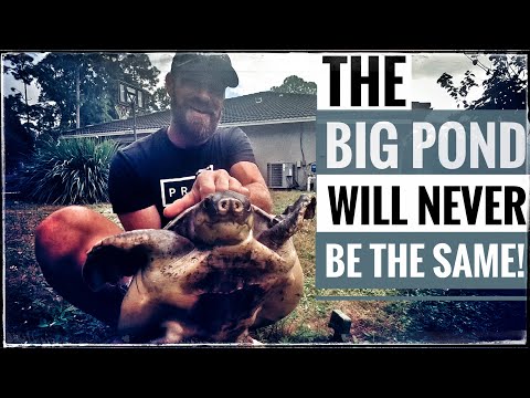 Видео: Моя черепаха Флай-Ривер прыгает в БОЛЬШОЙ ПРУД!