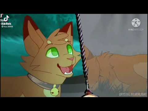 Видео: Коты воители из тик тока