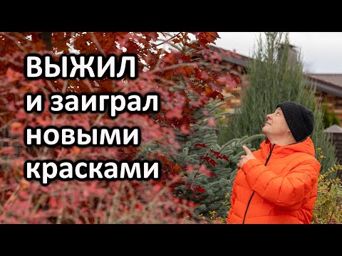Видео: Спасение красного клена после гибели центрального проводника