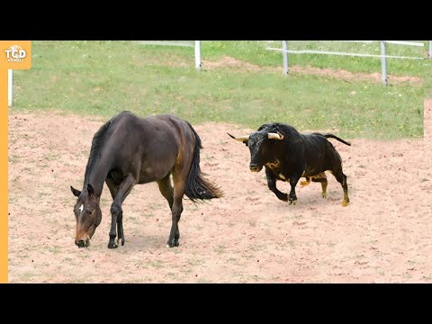 Видео: Угадайте, что произошло, когда этот бык напал на лошадь!