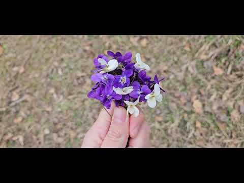 Видео: 💐ЕЛАТЕ С НАС ЗА ТЕМЕНУЖКИ 💐