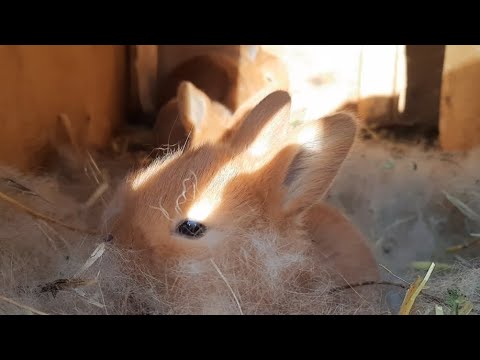 Видео: қояндарымыз көбиіп жатыр , Аллаға шүкір!