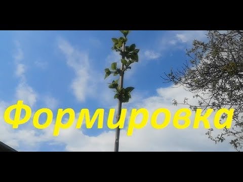 Видео: Формировка ПАВЛОВНИИ. Ответ на вопрос.