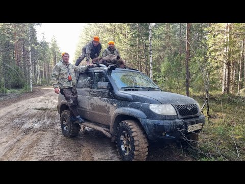Видео: ОХОТА НА МИШКУ КОСОЛАПОГО