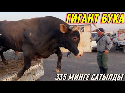 Видео: ОХО БАККАНГА РАХМАТ 🤯 #байтв 
