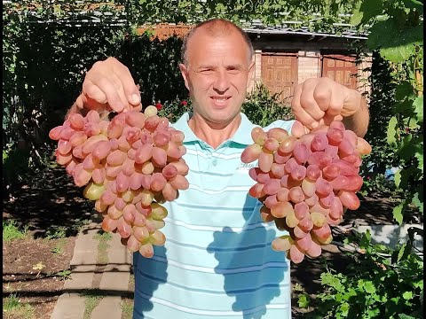 Видео: Выведение кустов винограда на арку. Сезон 2020 (Derivation of vines on the arch. Season 2020)