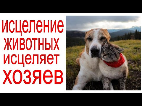 Видео: Исцеление домашних, бездомных и диких животных. Просто включайте для исцеления.