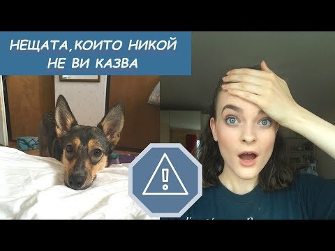 Видео: Преди да си вземете куче...