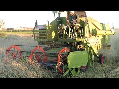 Видео: уборка пшеницы на частной участке/ Claas Consul