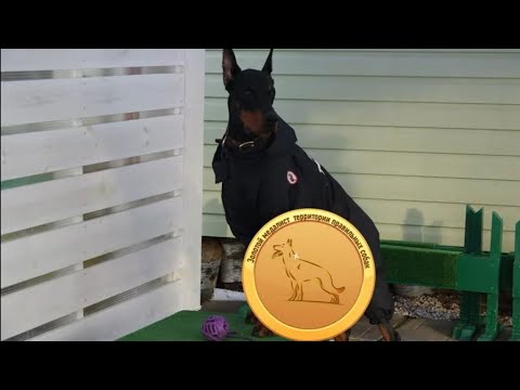 Видео: Догтренинг 710. Зачётный доберман: преданность, интеллект, сила.