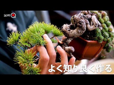 Видео: [Адаптировано] Подробное описание процесса выращивания японской белой сосны. [Bonsai Q]
