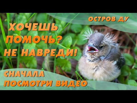Видео: Птенцы слётки. Не спасать? 😳 Как спасти птенца выпавшего из гнезда? | Остров Ду – Добры канал