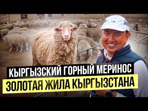 Видео: Кыргызская шерсть лучше Австралийской!? – Сколько приносит разведение овец Горный Меринос?