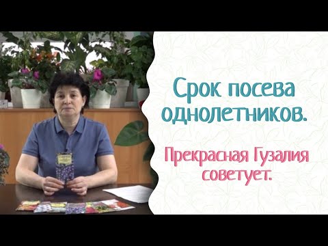 Видео: Прекрасные однолетники — посев в начале марта! Фитоспорин всегда защитит красоту! Прекрасная Гузалия